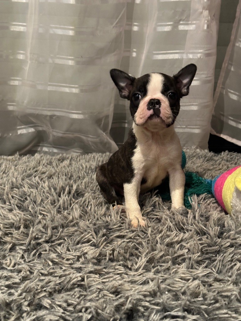 Chan Chue - Chiot disponible  - Boston Terrier