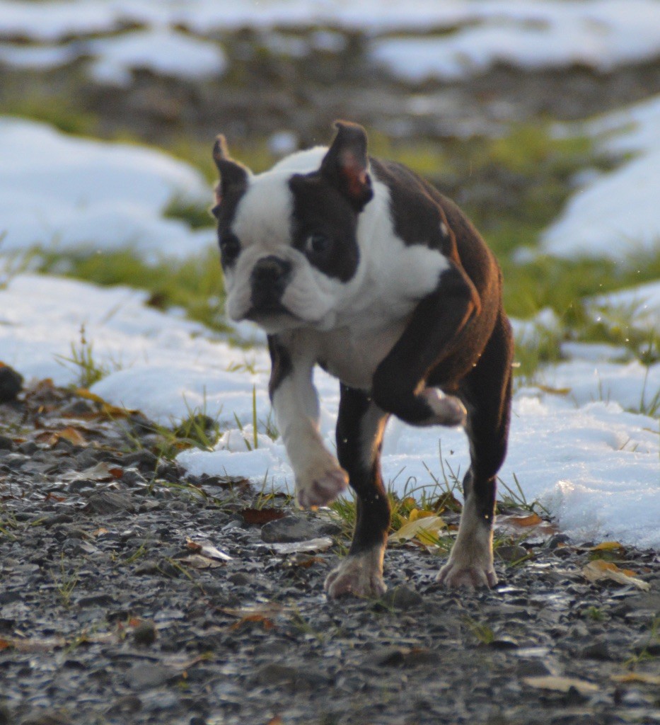 Chan Chue - Chiot disponible  - Boston Terrier