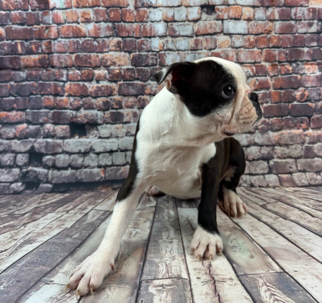 Chan Chue - Chiot disponible  - Boston Terrier