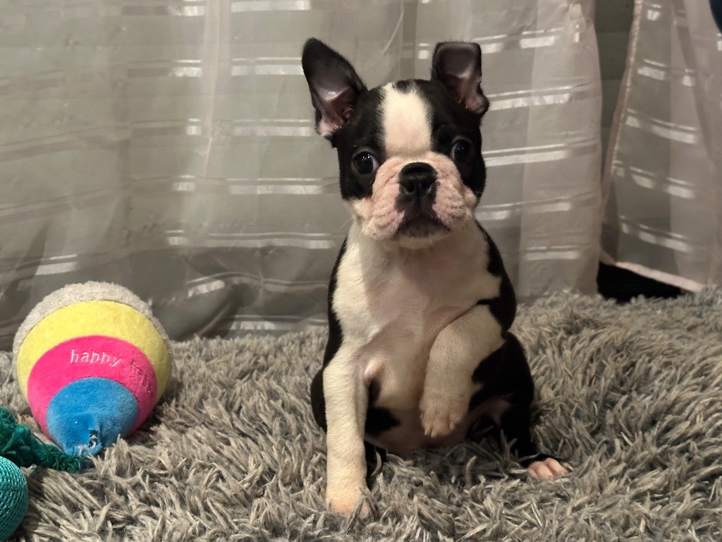 Chan Chue - Chiot disponible  - Boston Terrier