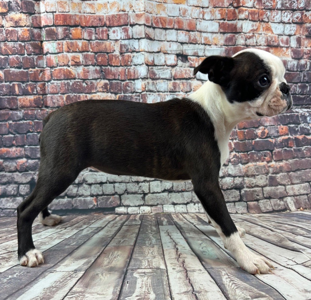 Chan Chue - Chiot disponible  - Boston Terrier