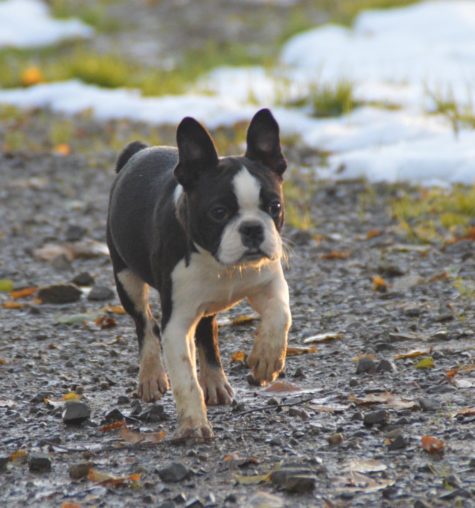 Chan Chue - Chiot disponible  - Boston Terrier