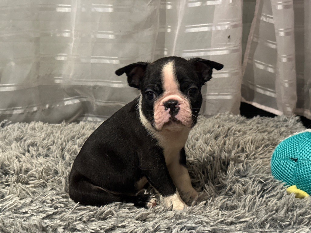 Chan Chue - Chiot disponible  - Boston Terrier