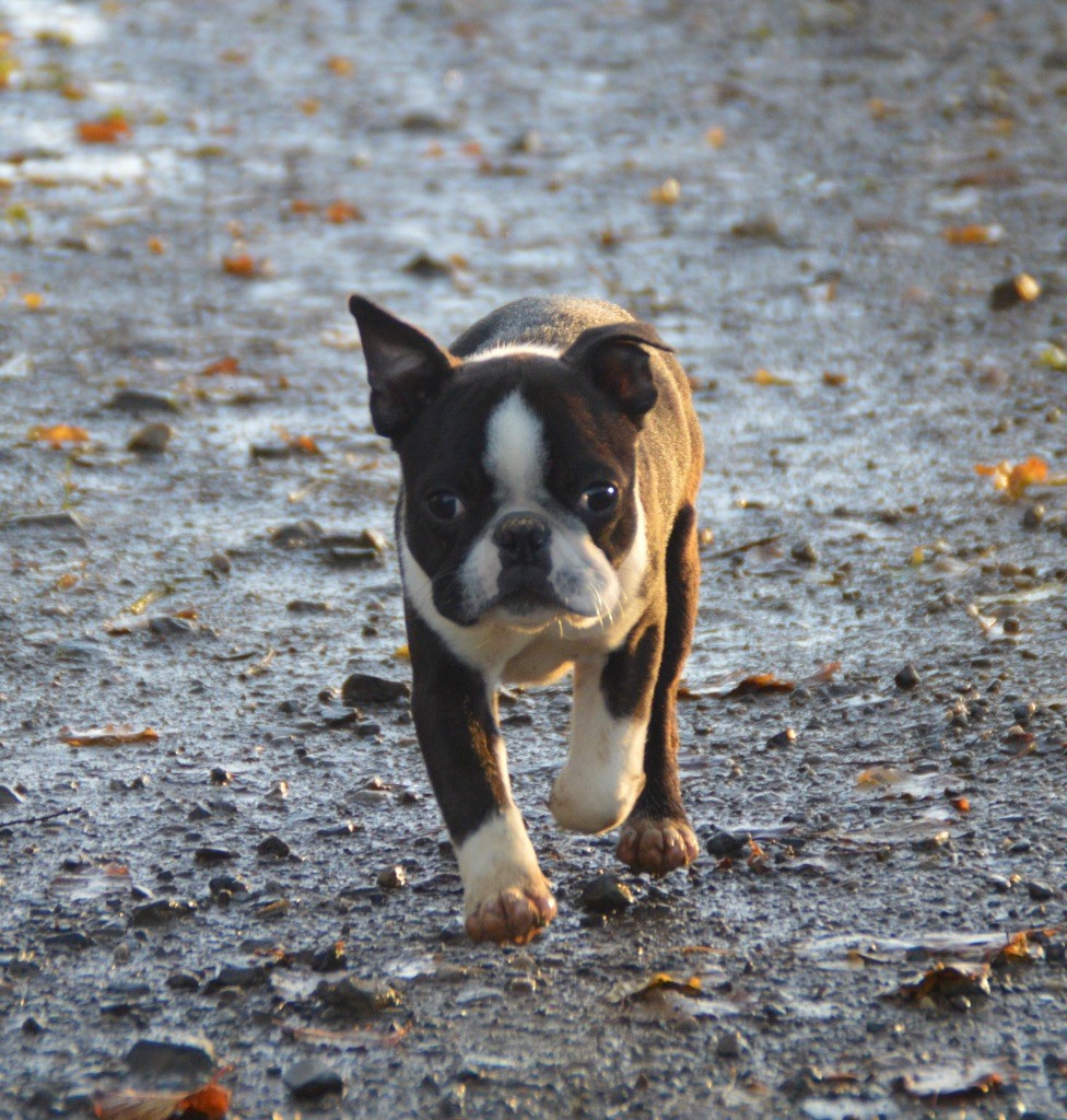 Chan Chue - Chiot disponible  - Boston Terrier