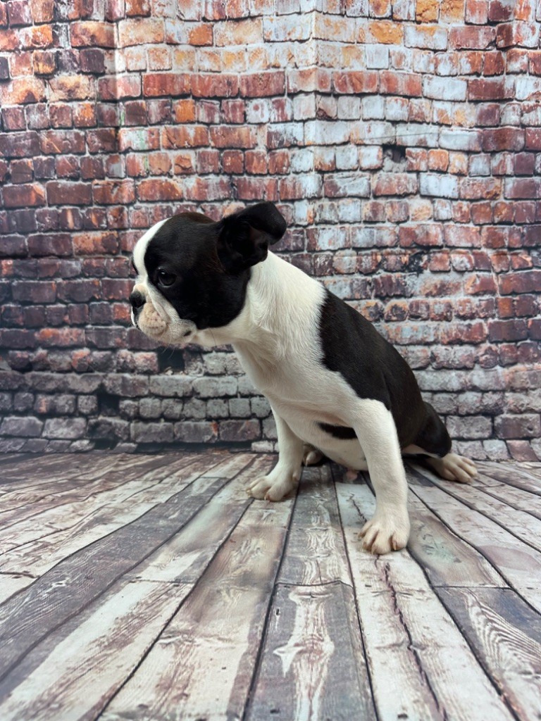 Chan Chue - Chiot disponible  - Boston Terrier