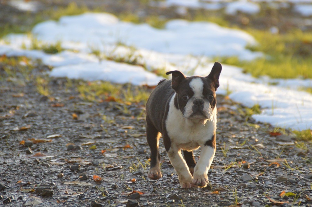 Chan Chue - Chiot disponible  - Boston Terrier