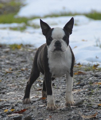 Chan Chue - Boston Terrier - Portée née le 03/07/2024