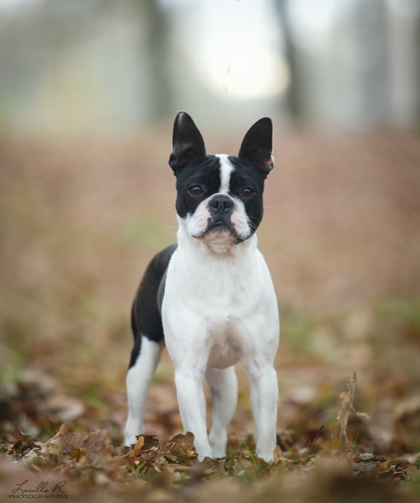 CH. Chan Chue Skinny love