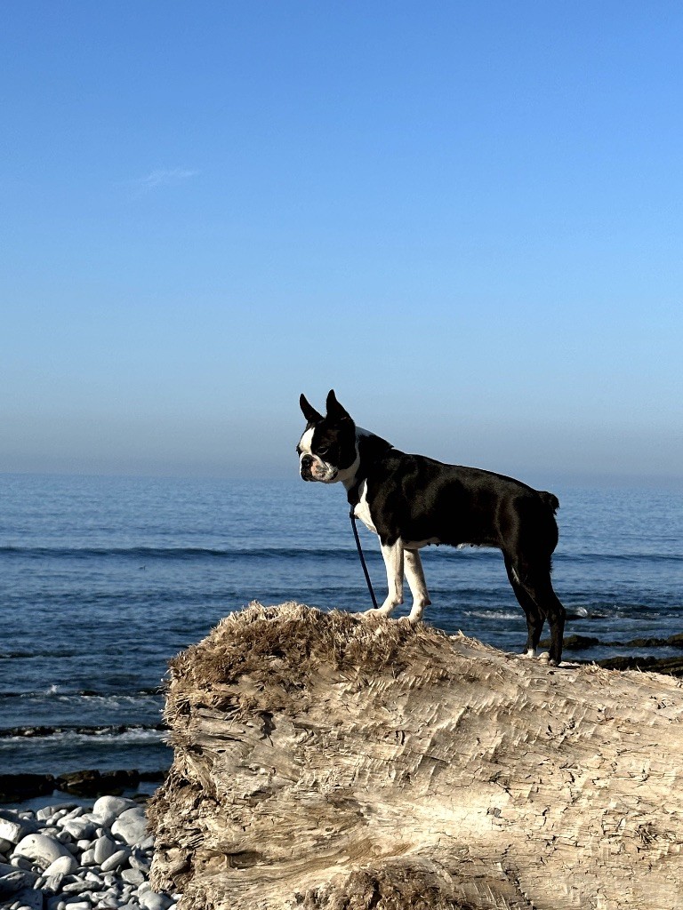 CH. Chan Chue Try again