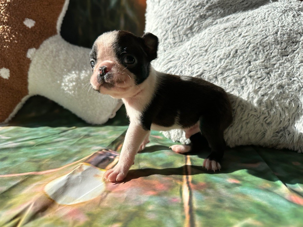 Chan Chue - Chiots disponibles - Boston Terrier