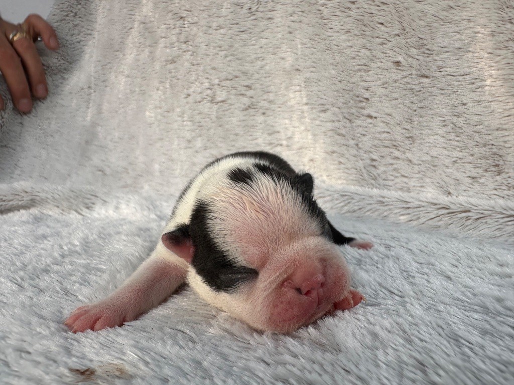 Chan Chue - Chiots disponibles - Boston Terrier