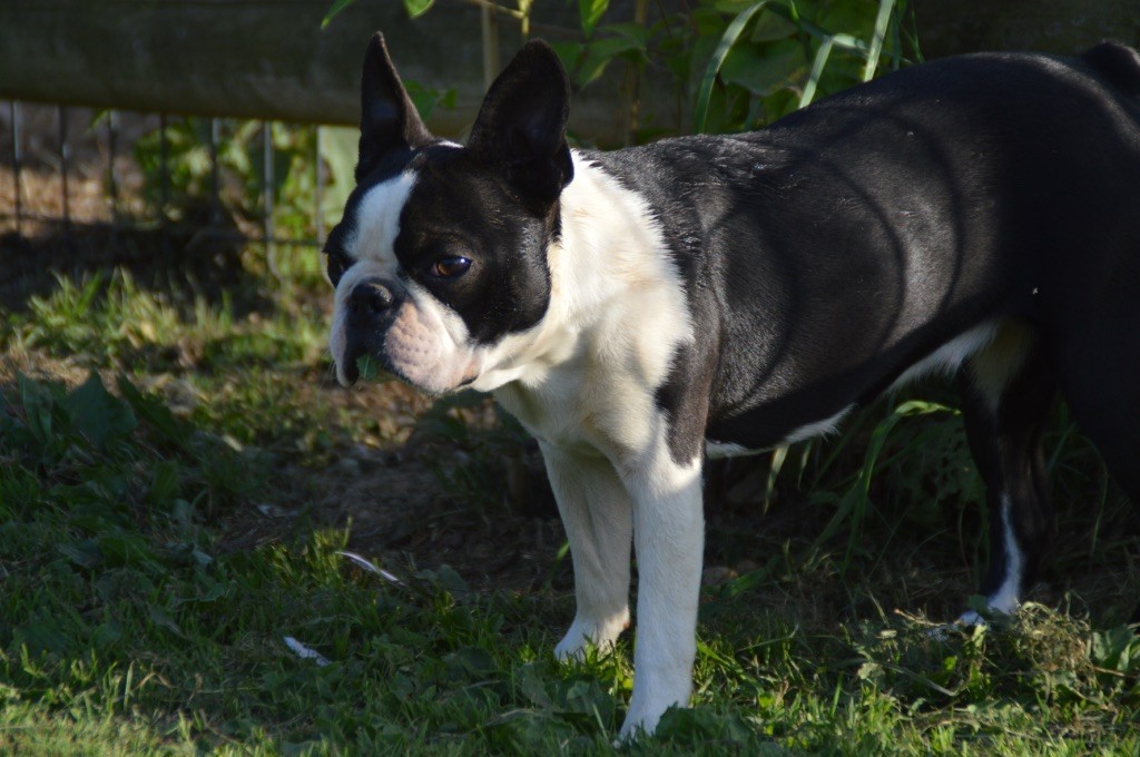 Chan Chue - Chiots disponibles - Boston Terrier