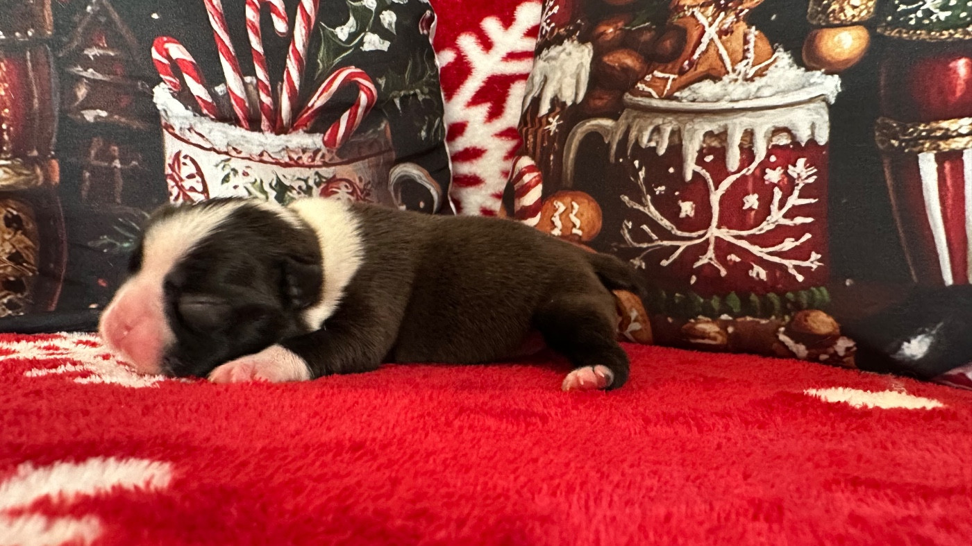 Chan Chue - Chiots disponibles - Boston Terrier