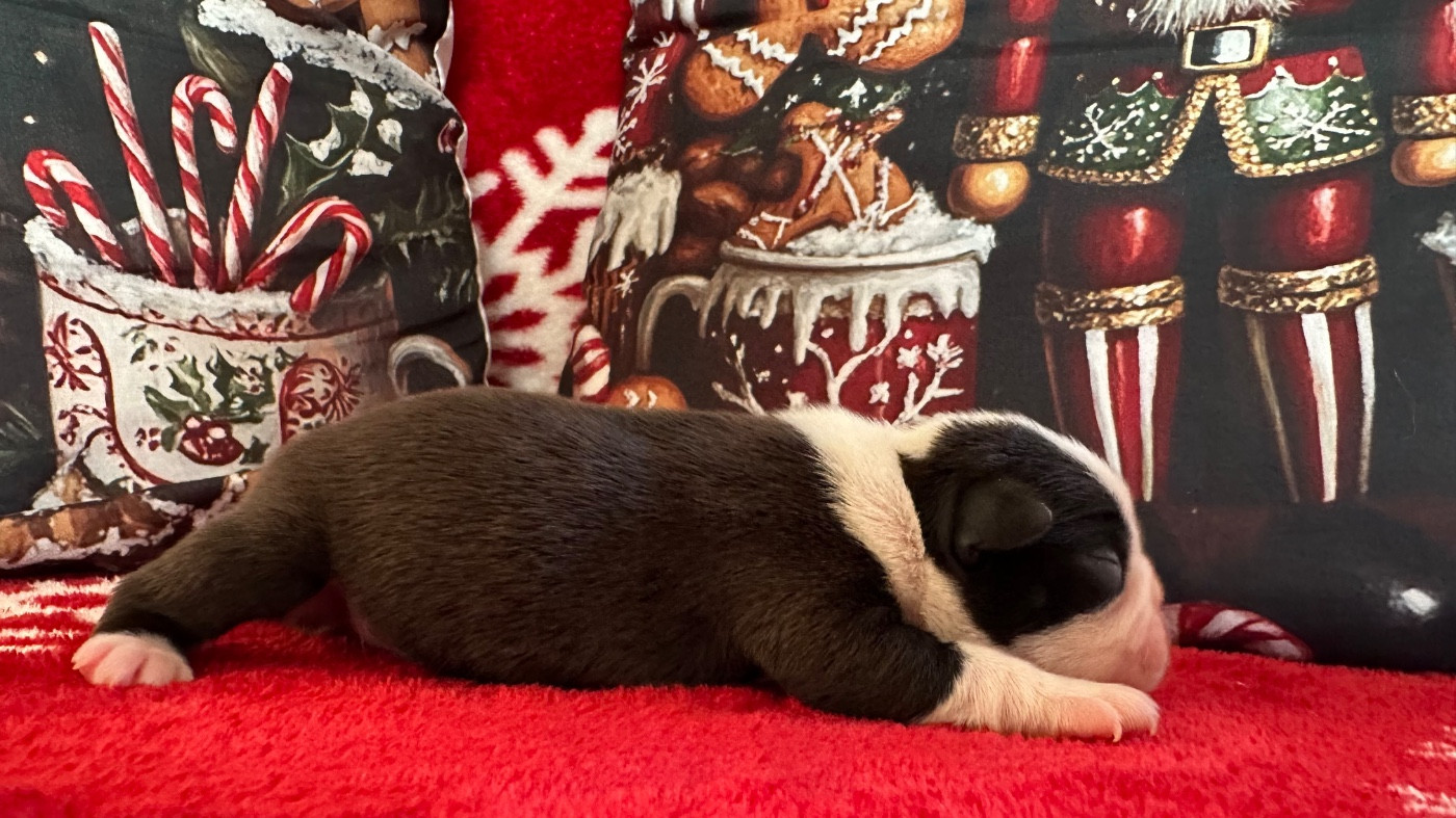 Chan Chue - Chiots disponibles - Boston Terrier