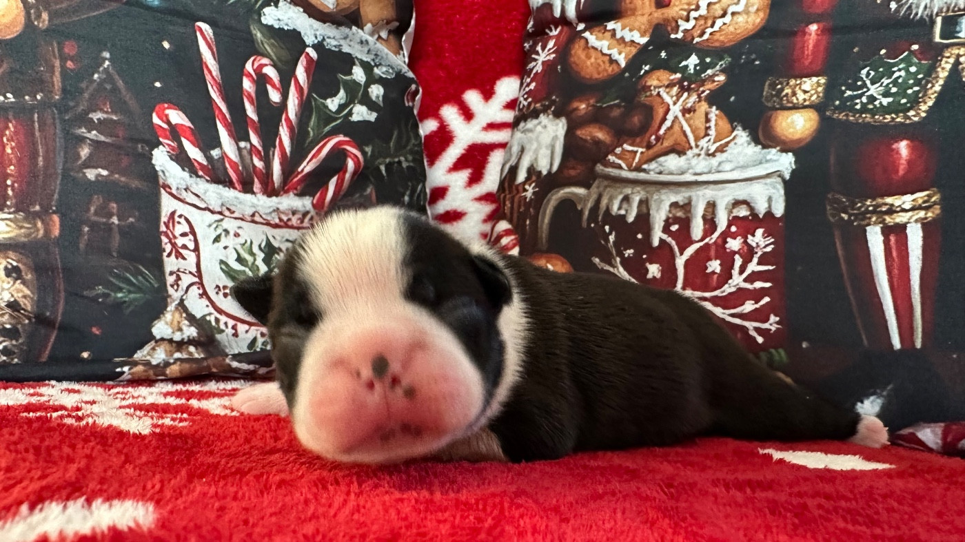 Chan Chue - Chiots disponibles - Boston Terrier