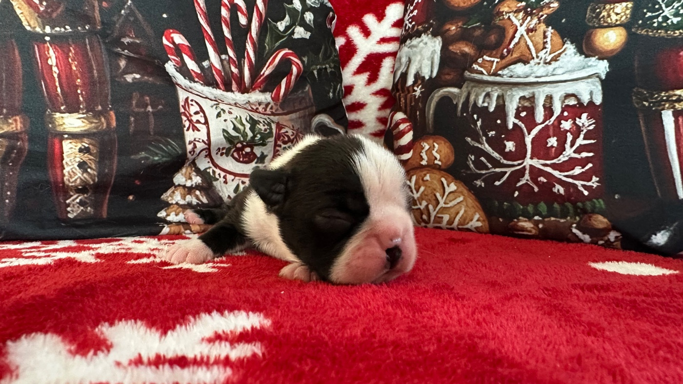 Chan Chue - Chiots disponibles - Boston Terrier