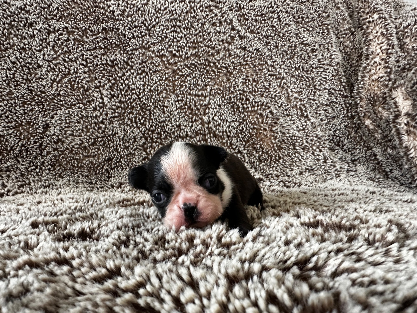 Chan Chue - Chiots disponibles - Boston Terrier