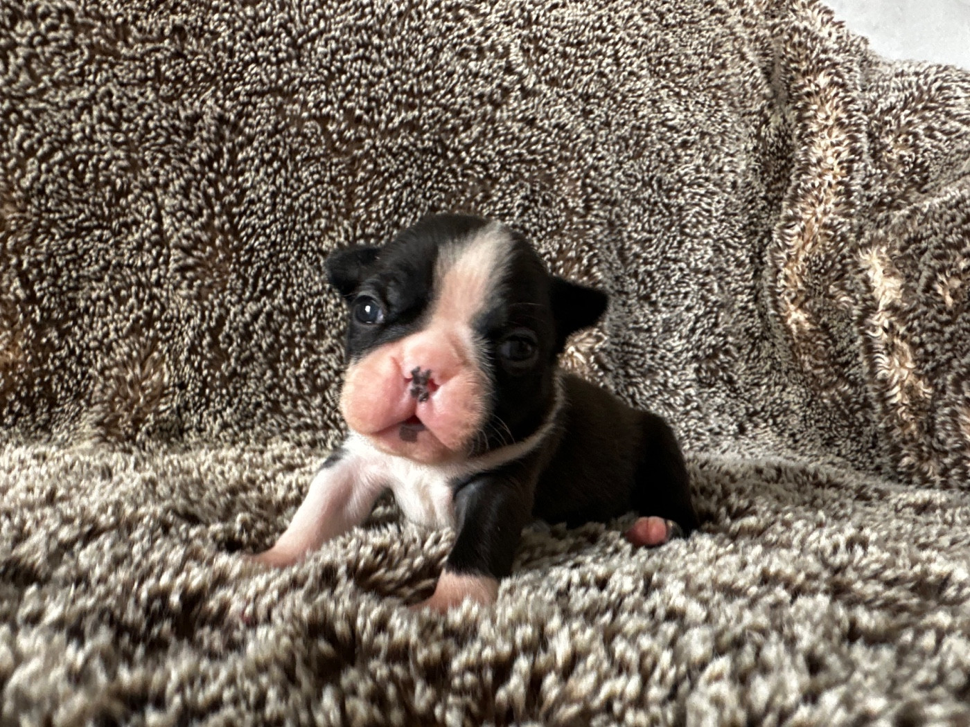 Chan Chue - Chiots disponibles - Boston Terrier