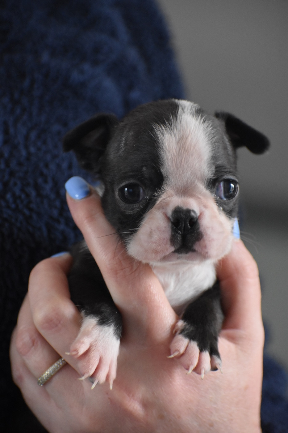 Chan Chue - Chiots disponibles - Boston Terrier