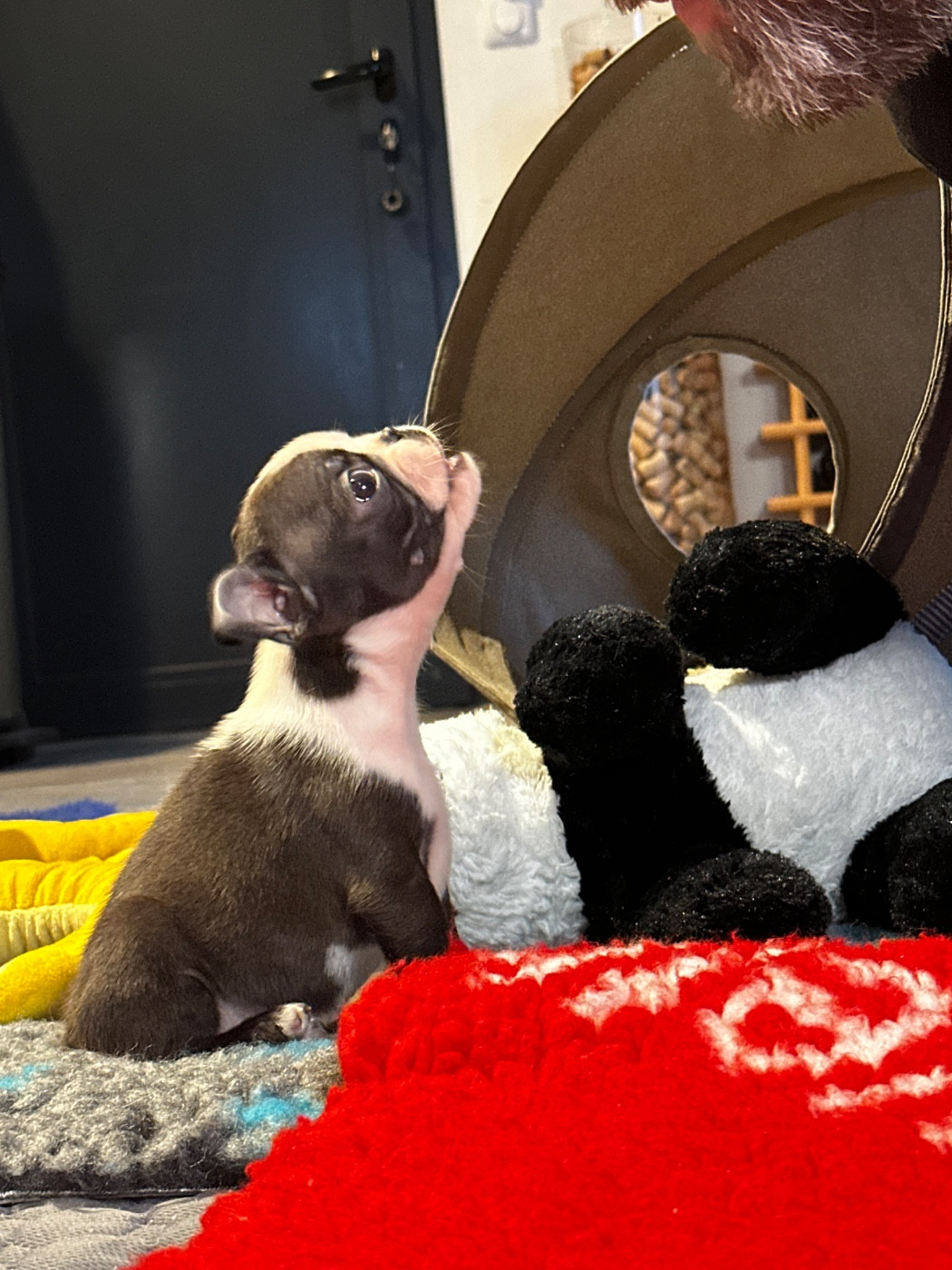 Chan Chue - Chiots disponibles - Boston Terrier