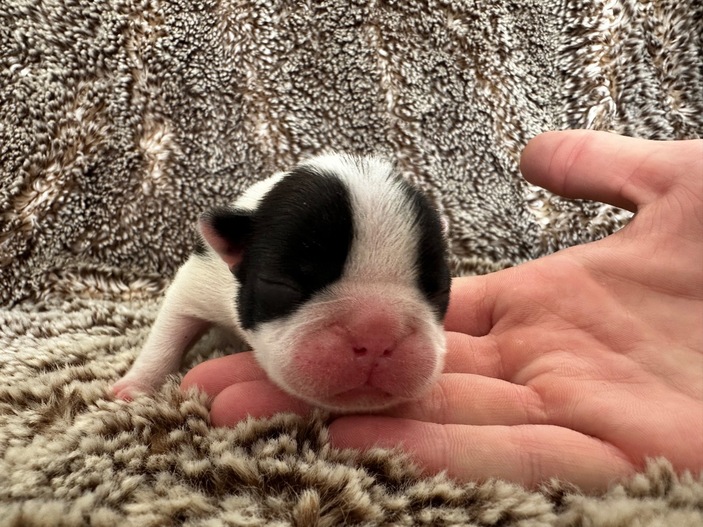 Chan Chue - Boston Terrier - Portée née le 21/04/2026