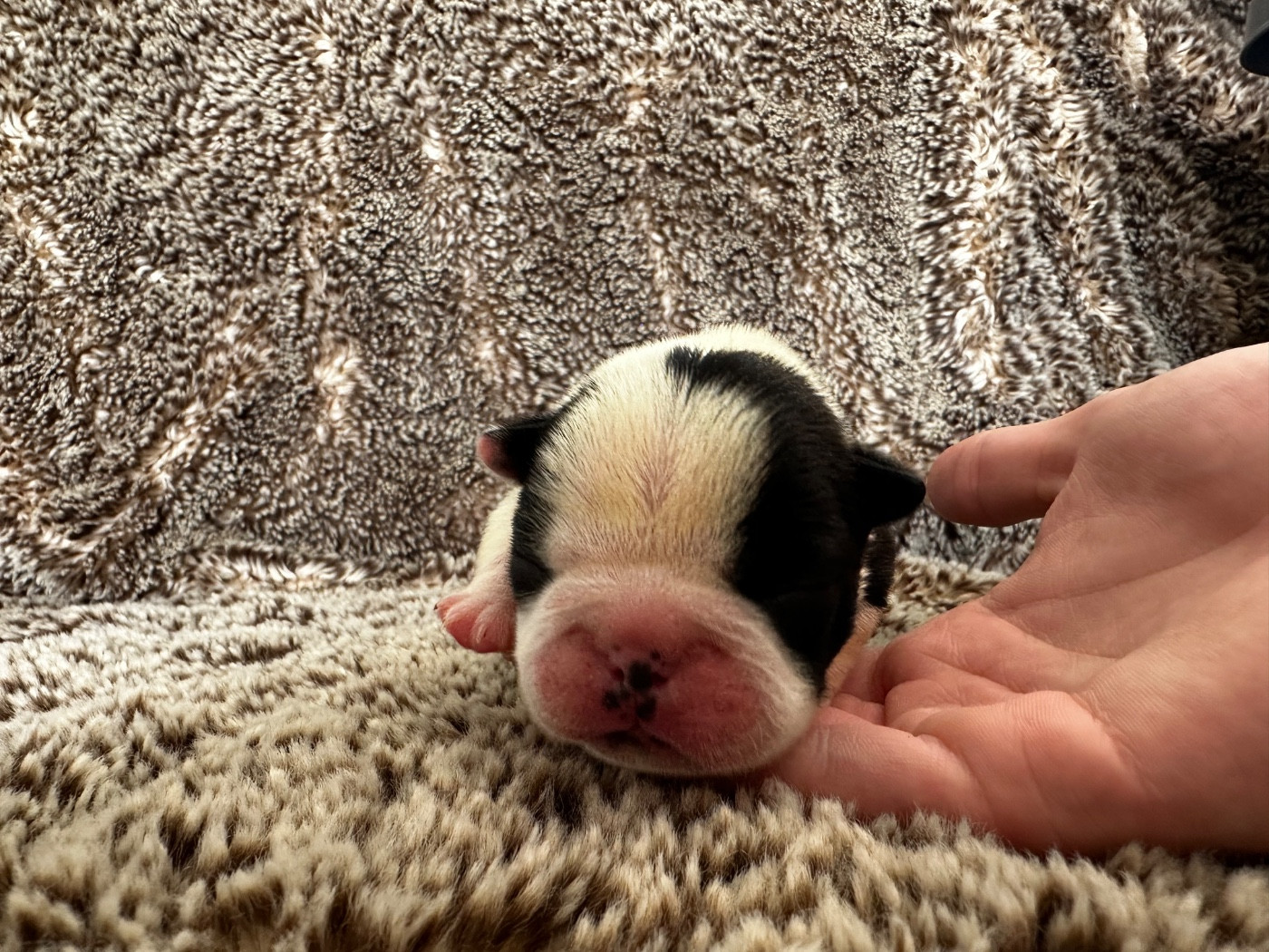 Chan Chue - Chiots disponibles - Boston Terrier