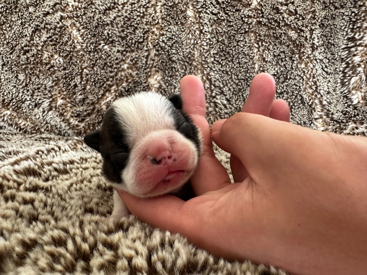 Chan Chue - Chiots disponibles - Boston Terrier