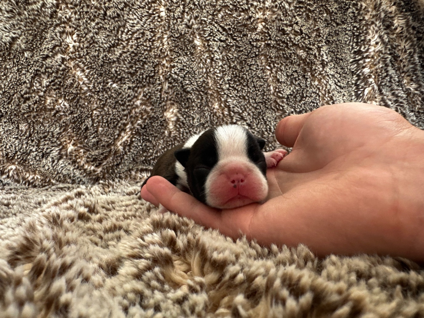 Chan Chue - Chiots disponibles - Boston Terrier