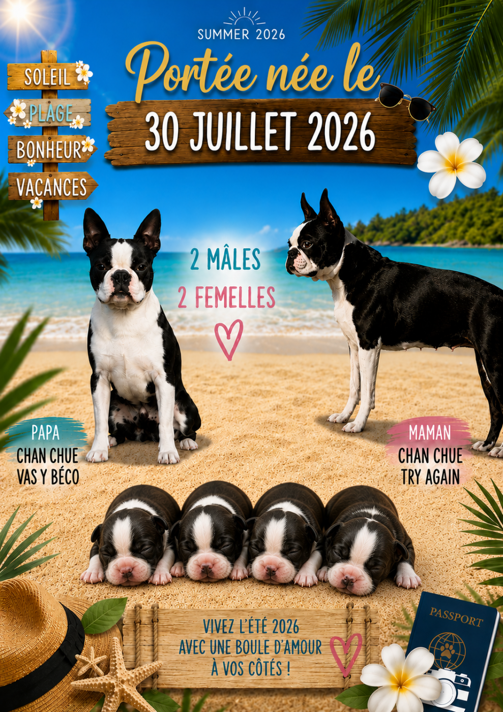 Chan Chue - Boston Terrier - Portée née le 30/07/2026