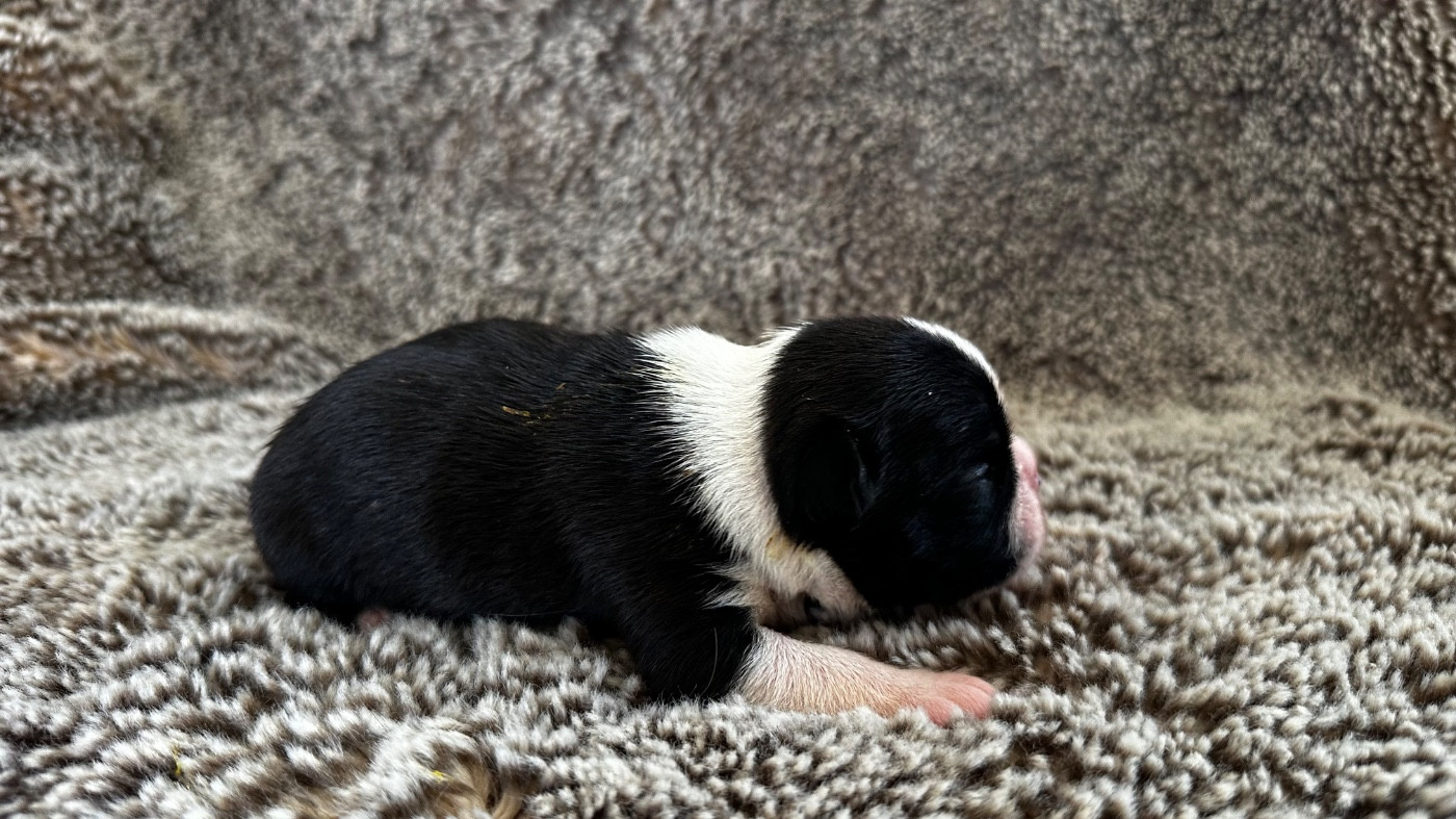 Chan Chue - Chiots disponibles - Boston Terrier