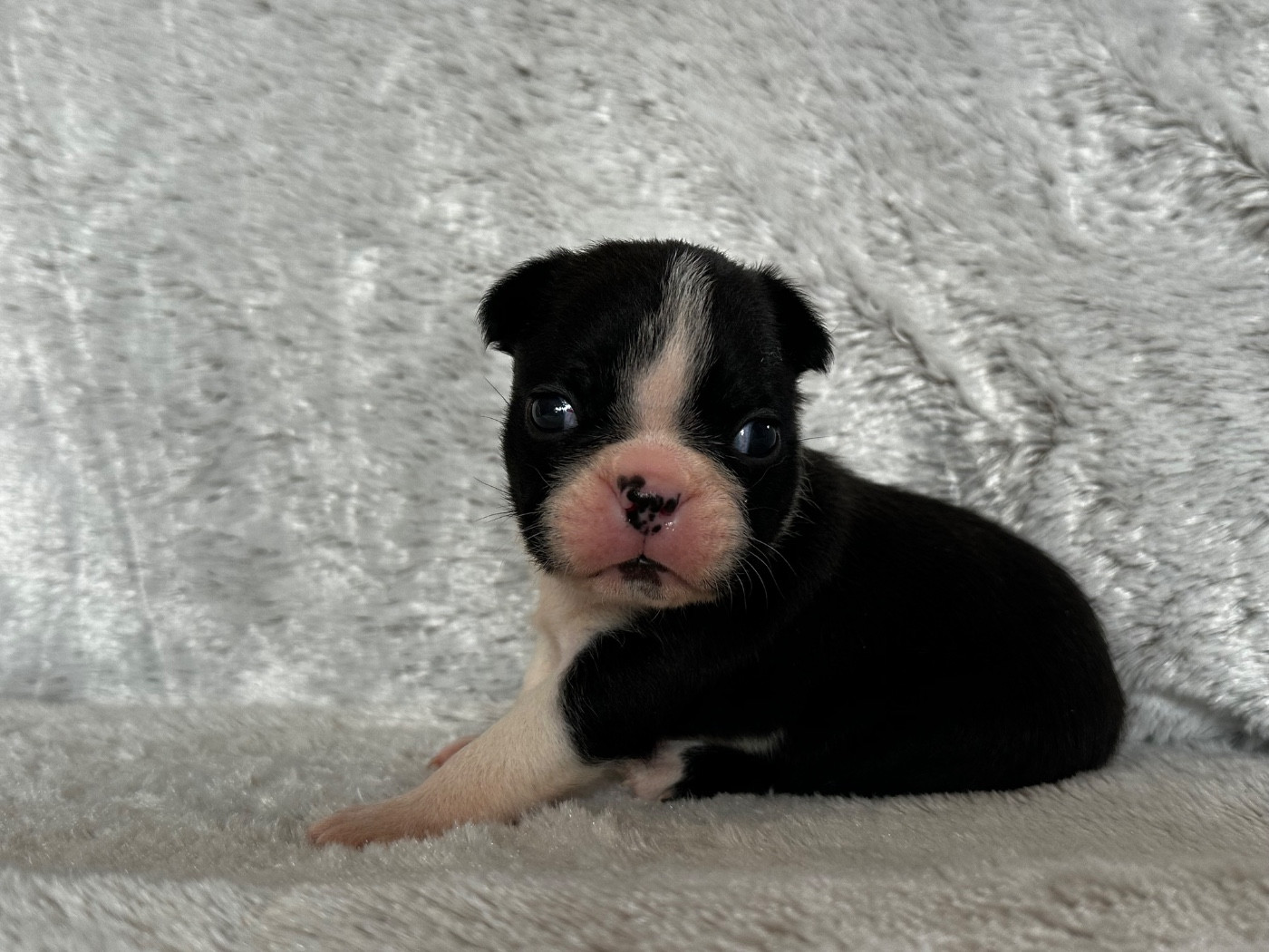 Chan Chue - Chiots disponibles - Boston Terrier