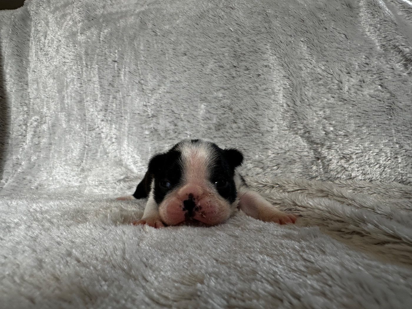 Chan Chue - Chiots disponibles - Boston Terrier