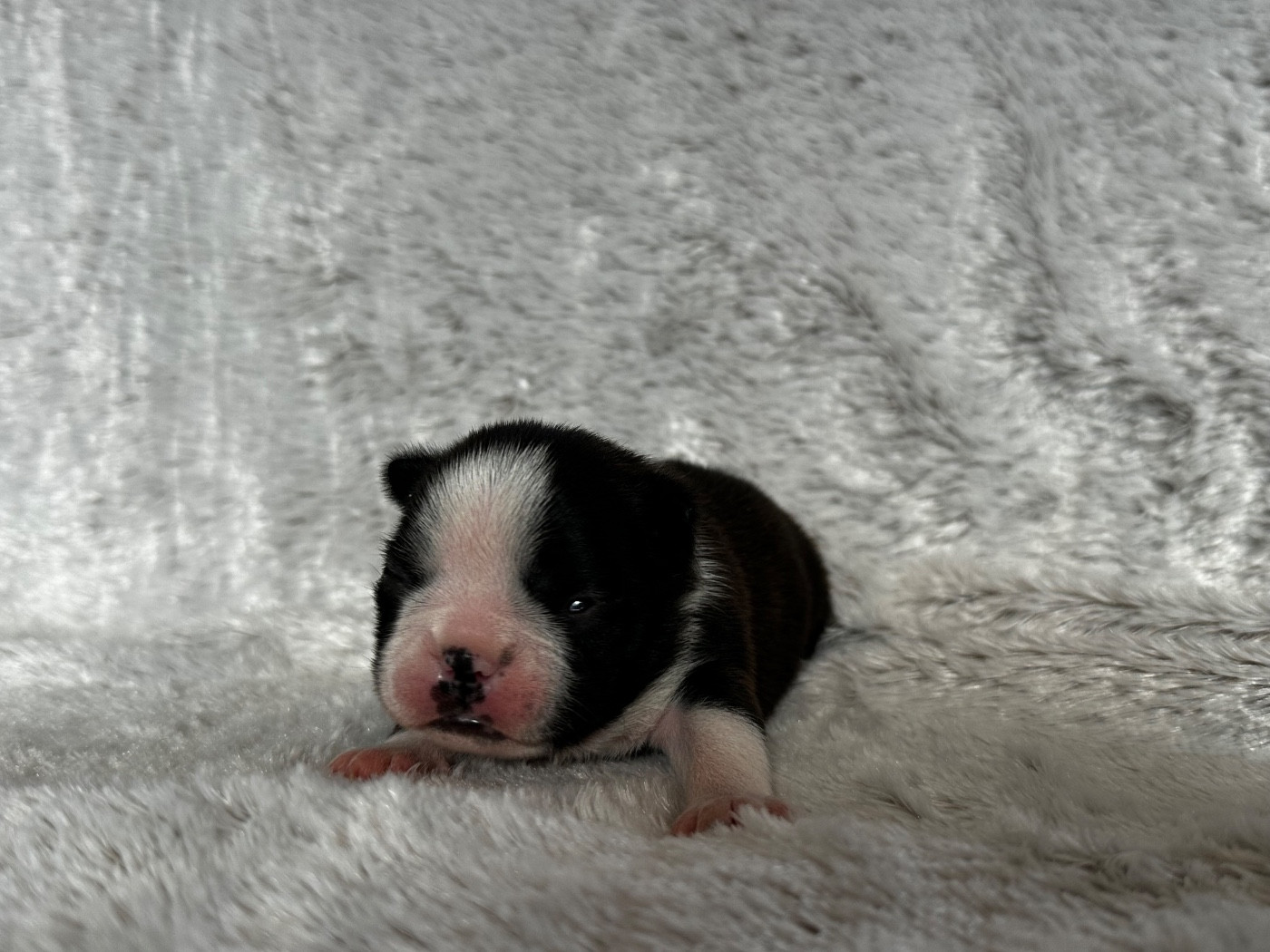 Chan Chue - Chiots disponibles - Boston Terrier