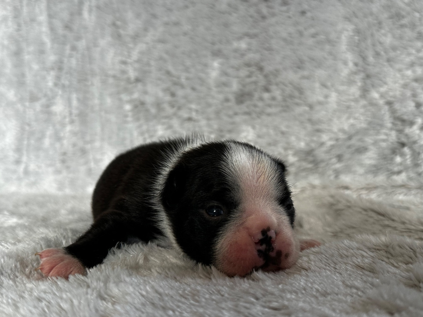 Chan Chue - Chiots disponibles - Boston Terrier