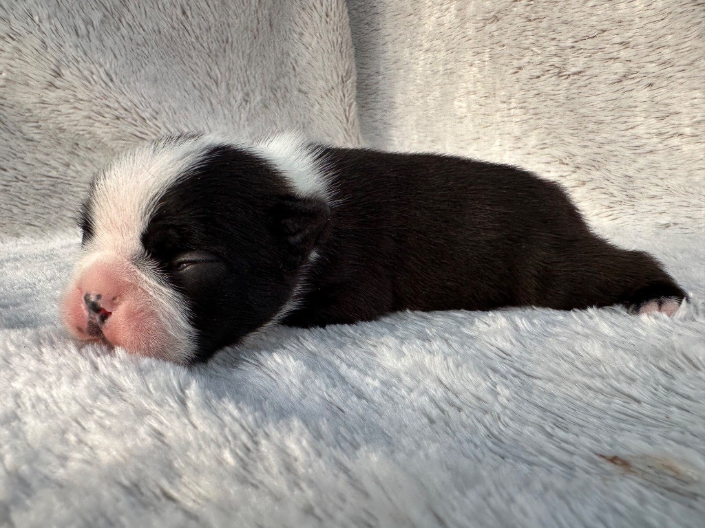 Chan Chue - Chiots disponibles - Boston Terrier