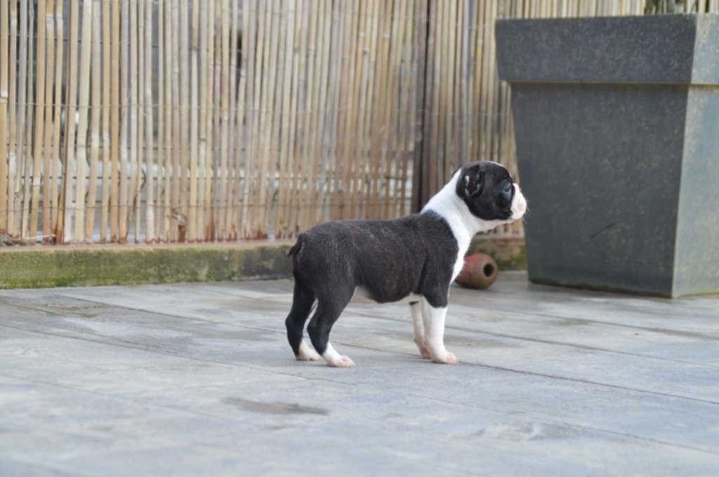 Chan Chue - Chiots disponibles - Boston Terrier