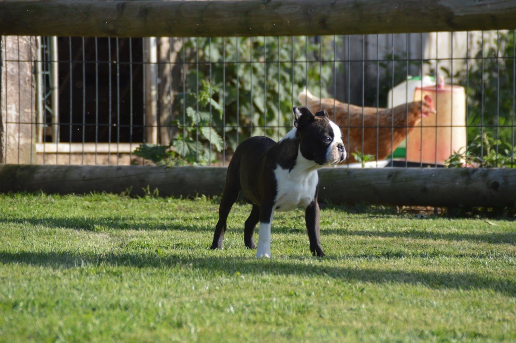 Chan Chue - Boston Terrier - Portée née le 28/01/2025