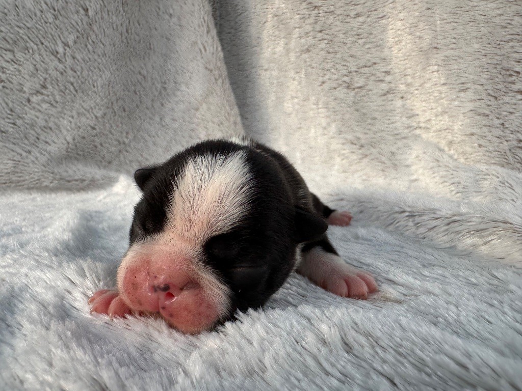 Chan Chue - Chiots disponibles - Boston Terrier