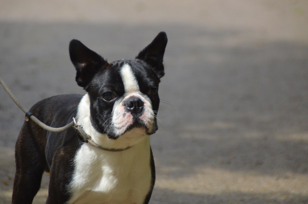 Chan Chue - Chiots disponibles - Boston Terrier