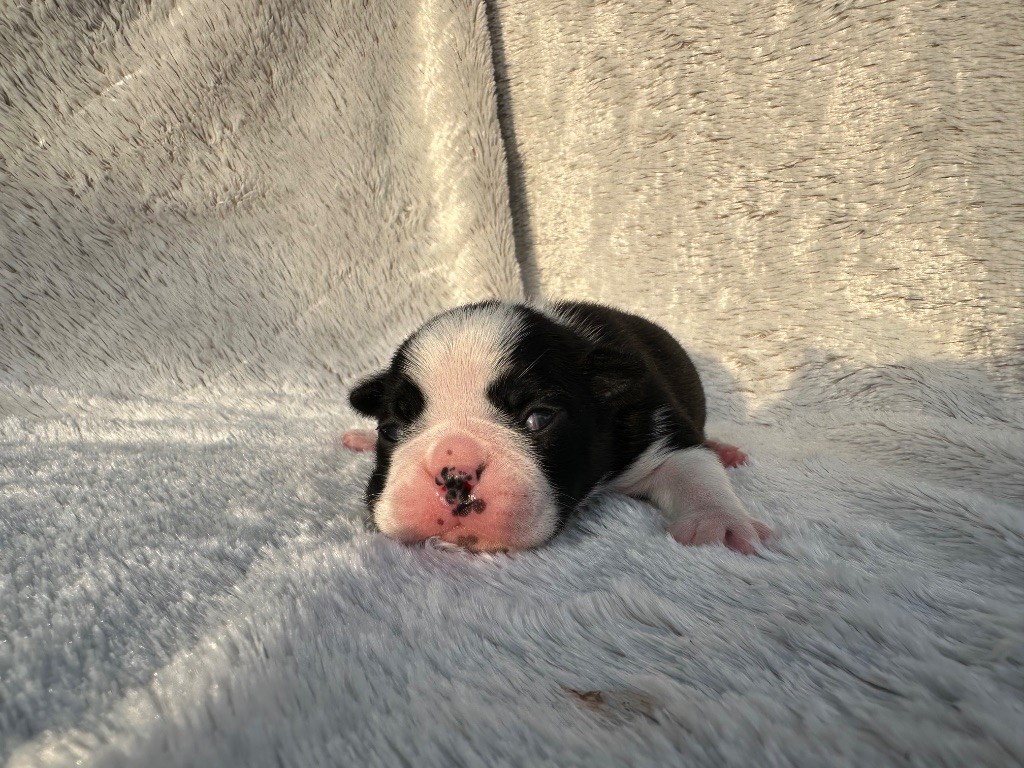 Chan Chue - Chiots disponibles - Boston Terrier