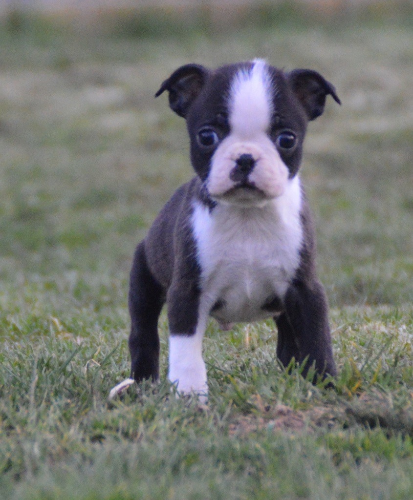 Chan Chue - Chiots disponibles - Boston Terrier