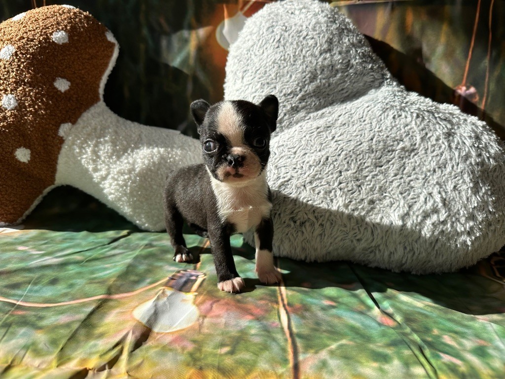 Chan Chue - Chiots disponibles - Boston Terrier