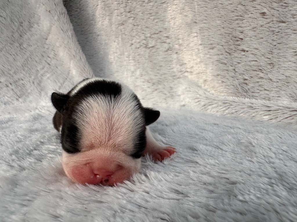 Chan Chue - Chiots disponibles - Boston Terrier
