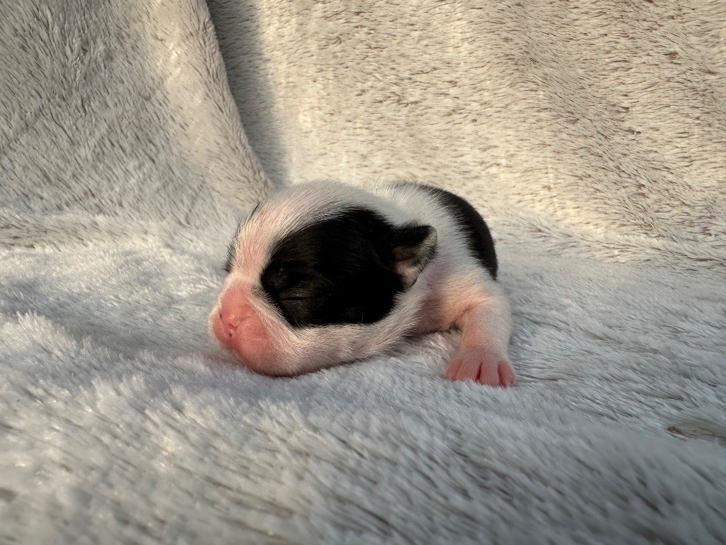 Chan Chue - Chiots disponibles - Boston Terrier