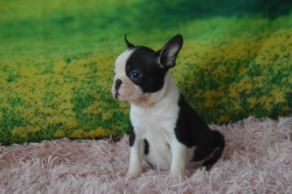 Chan Chue - Chiots disponibles - Boston Terrier