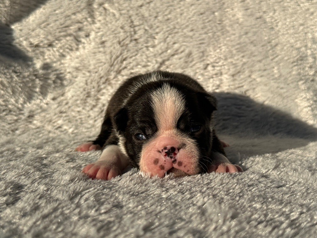 Chan Chue - Chiots disponibles - Boston Terrier