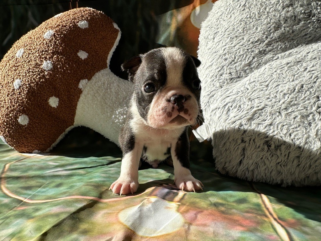 Chan Chue - Chiots disponibles - Boston Terrier