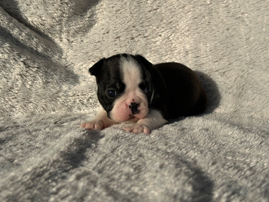 Chan Chue - Chiots disponibles - Boston Terrier