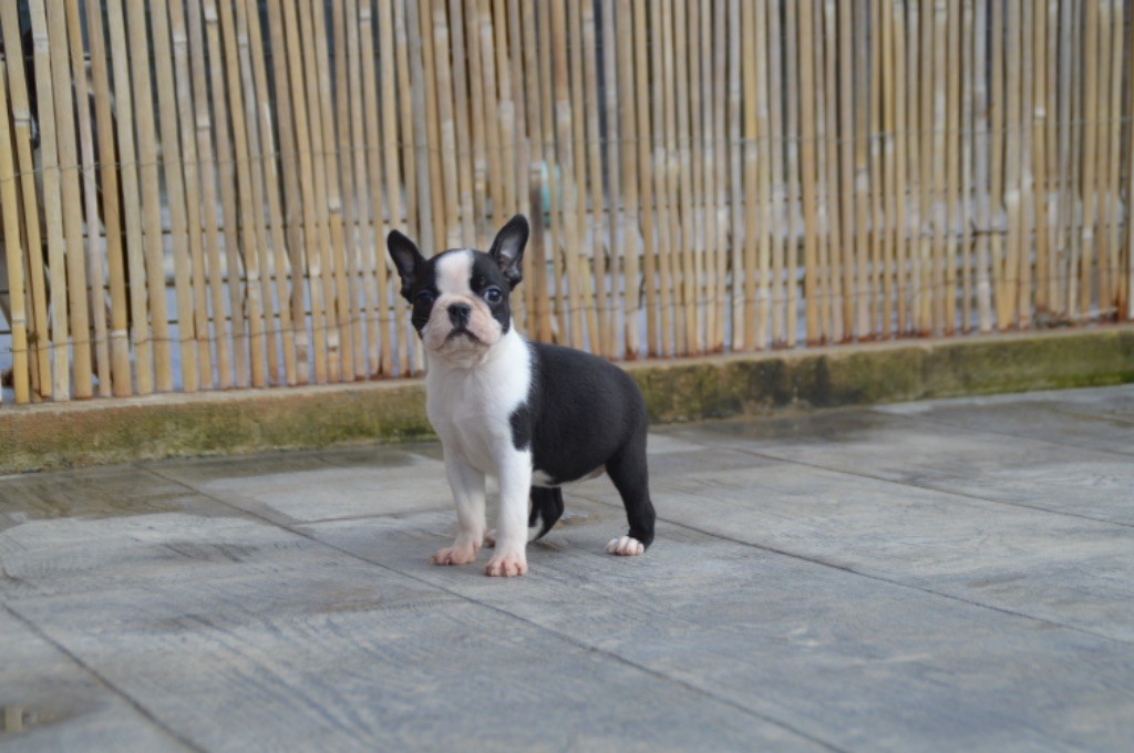 Chan Chue - Chiots disponibles - Boston Terrier