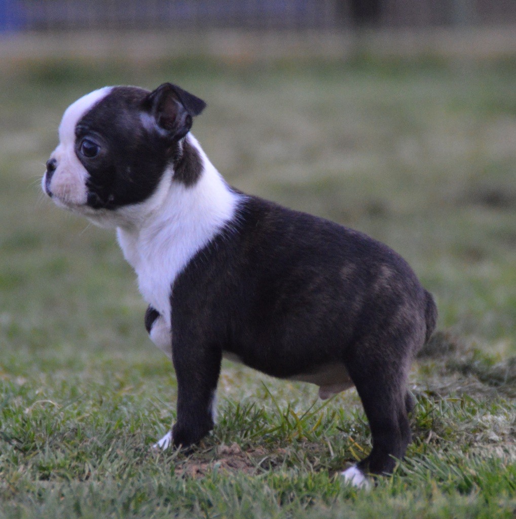 Chan Chue - Chiots disponibles - Boston Terrier